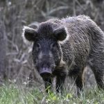wild hog