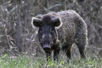 wild hog