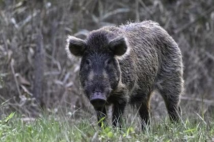 wild hog