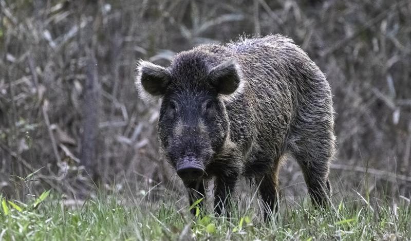 wild hog