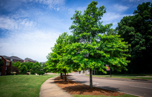 Trees