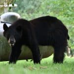 black bear