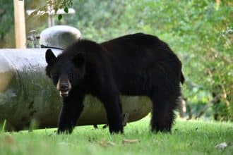 black bear