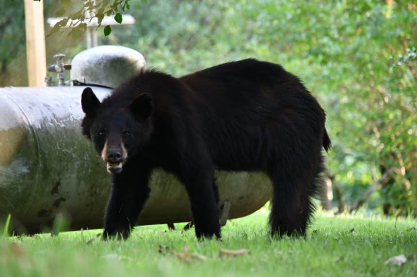 black bear