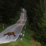 Deer