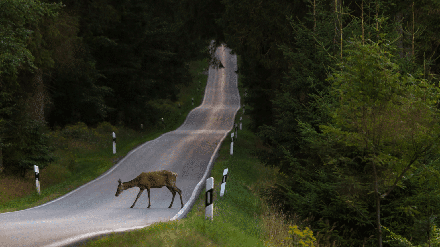 Deer
