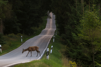 Deer