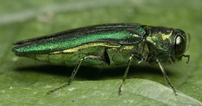 Emerald Ash Borer