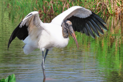 Wood stork