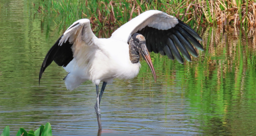 Wood stork