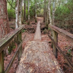 DeSoto National Forest