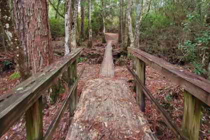 DeSoto National Forest