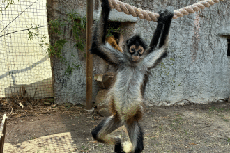 Hattiesburg Zoo spider monkey