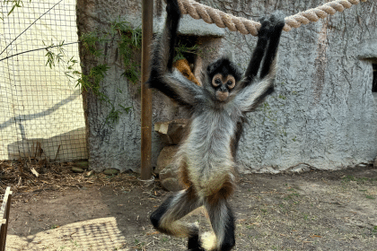 Hattiesburg Zoo spider monkey