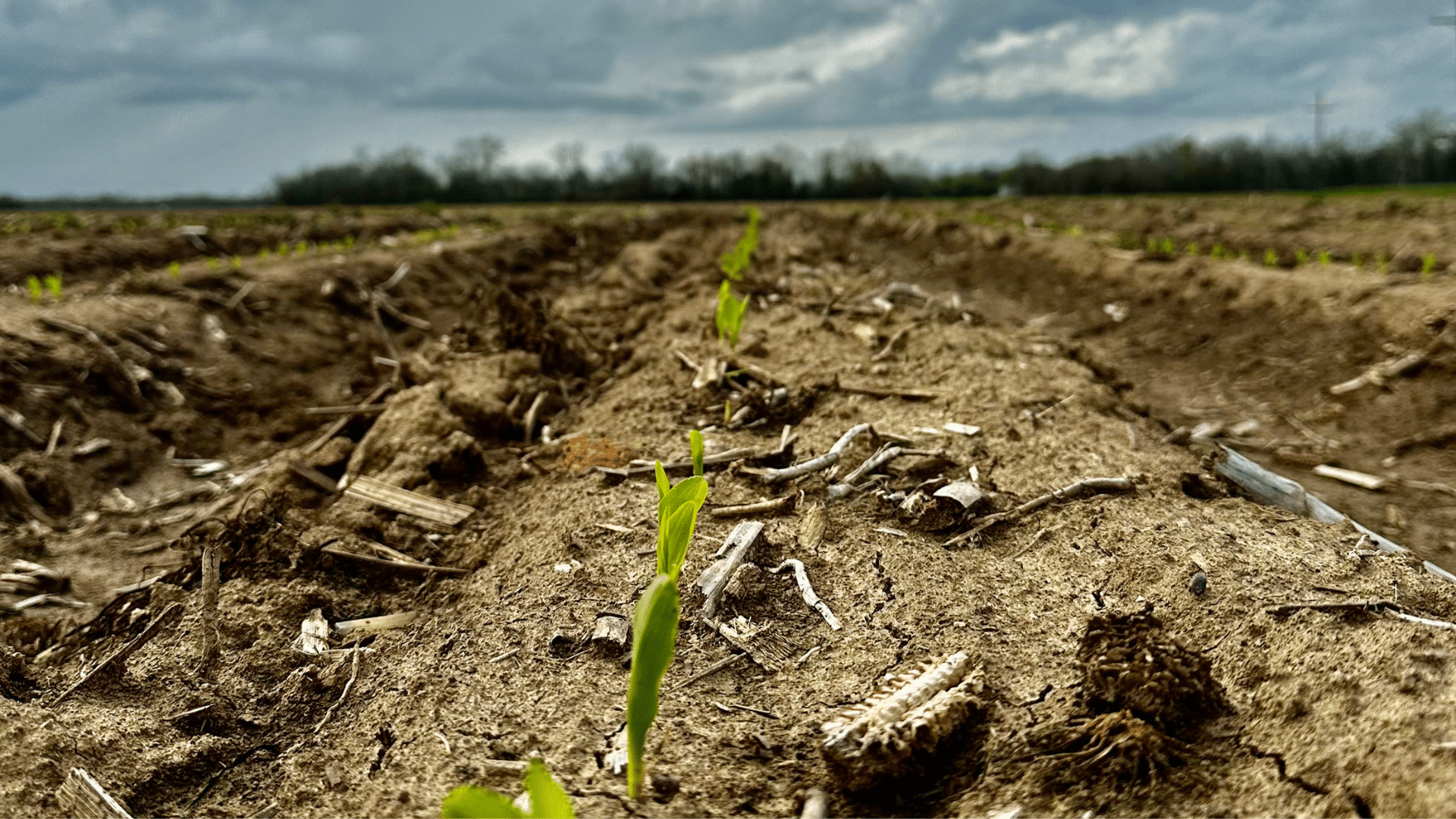 Some Mississippi farmers got historic head start to corn planting in 2026