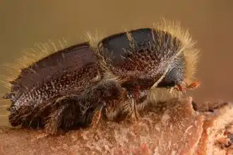 Ips engraver beetle