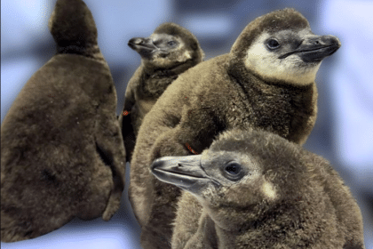Penguins