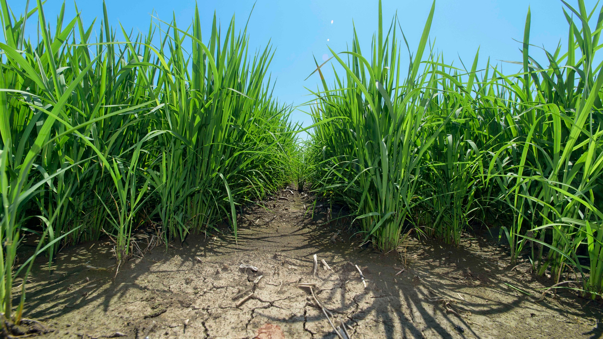 Mississippi farmers change the way they grow rice