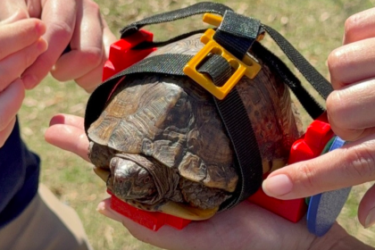Turtle