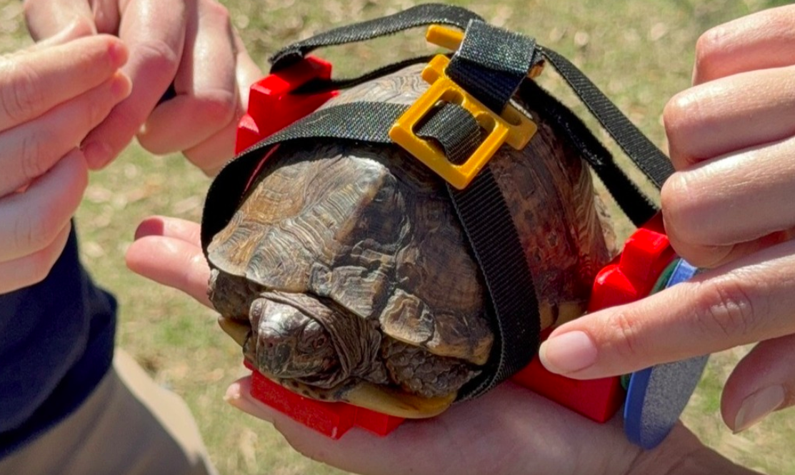 Turtle