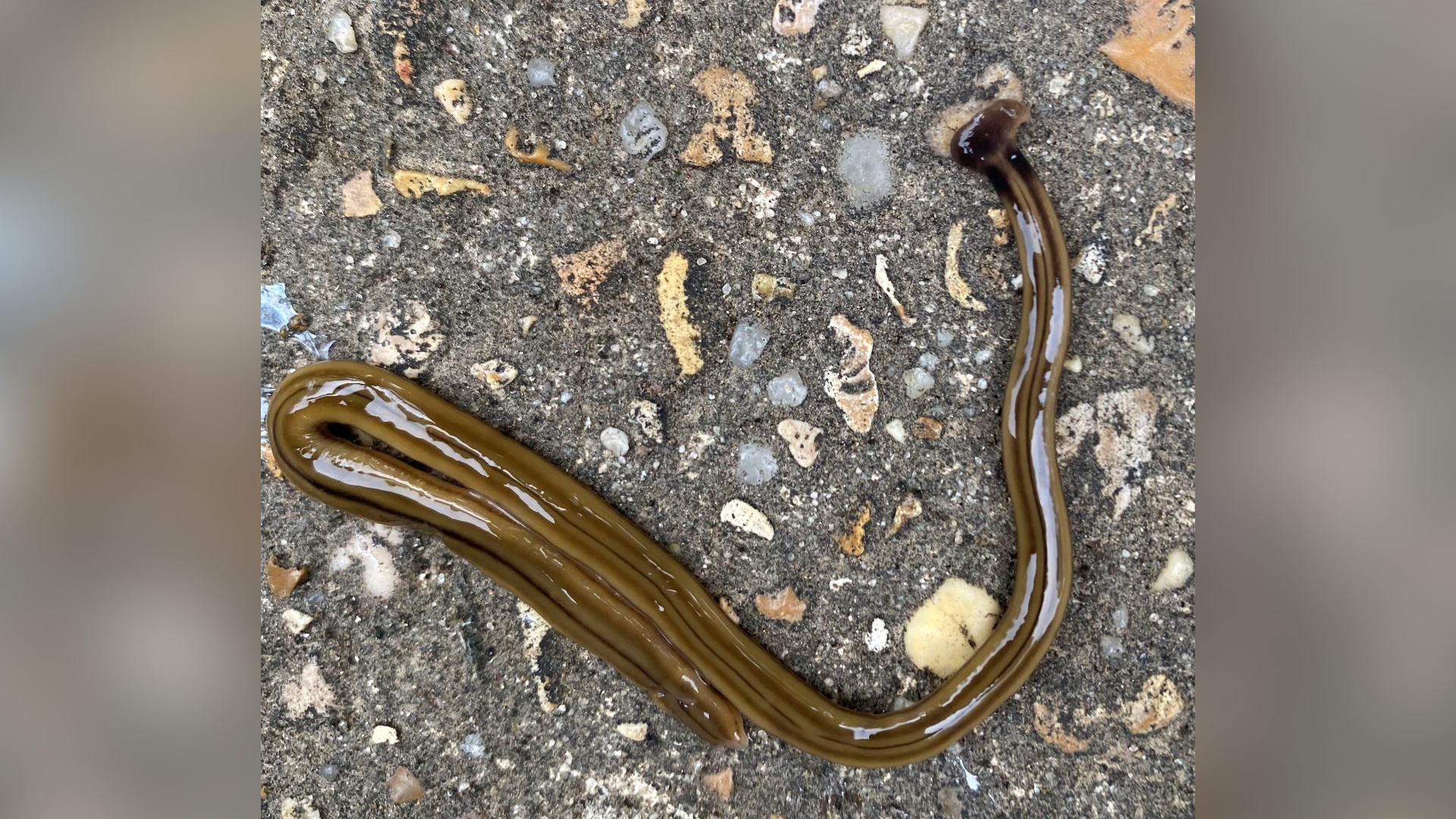 MSU Extension warns residents after invasive hammerhead worm found in ...