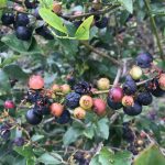 Bush showing unripe, ripe and spoiled blueberries caused by too much rain.