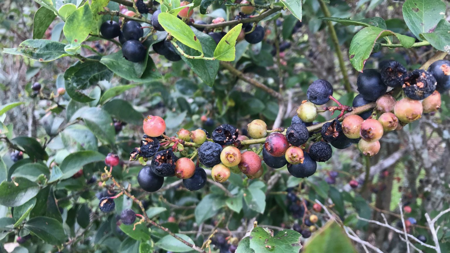 Bush showing unripe, ripe and spoiled blueberries caused by too much rain.