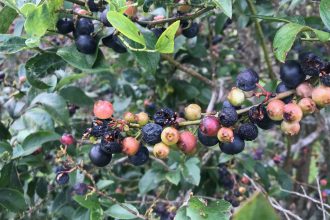 Bush showing unripe, ripe and spoiled blueberries caused by too much rain.