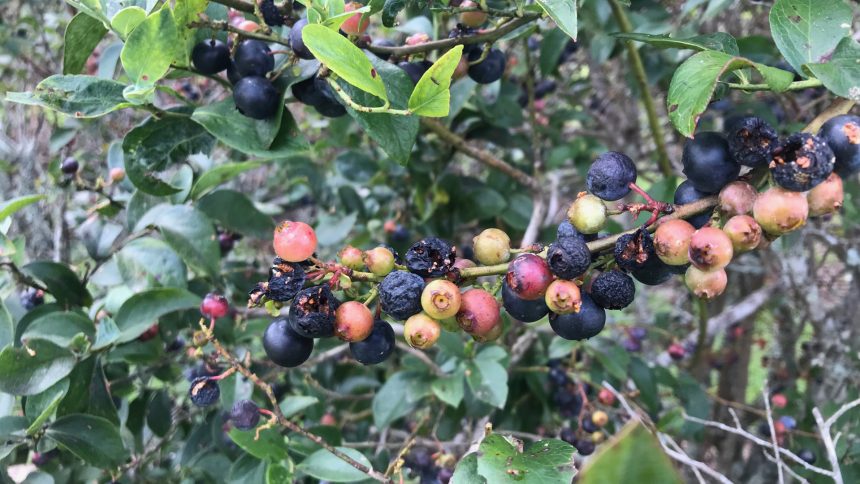 Bush showing unripe, ripe and spoiled blueberries caused by too much rain.