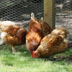 Chickens peck the ground in a backyard in front of the coop.