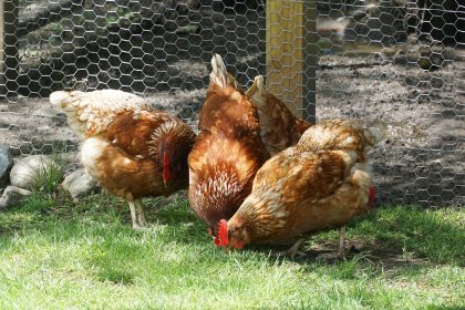 Chickens peck the ground in a backyard in front of the coop.