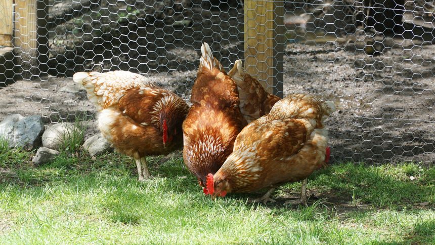 Chickens peck the ground in a backyard in front of the coop.