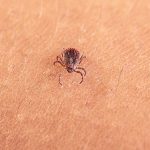 An adult female Asian longhorned tick, Haemaphysalis longicornis, crawling on a person’s skin.