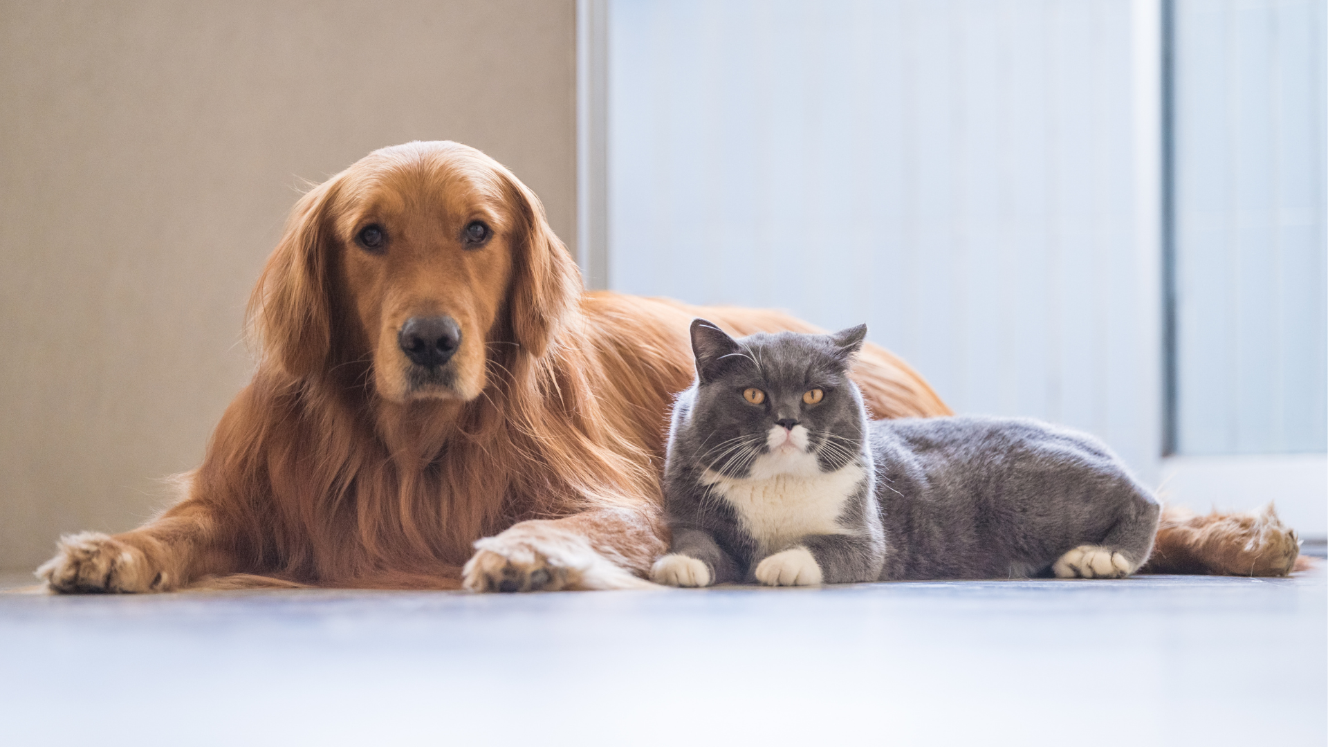 Know how to protect pets from New World Screwworm