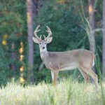 Deer