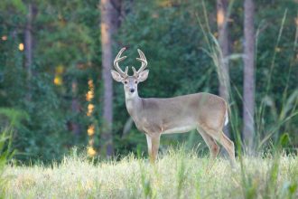 Deer