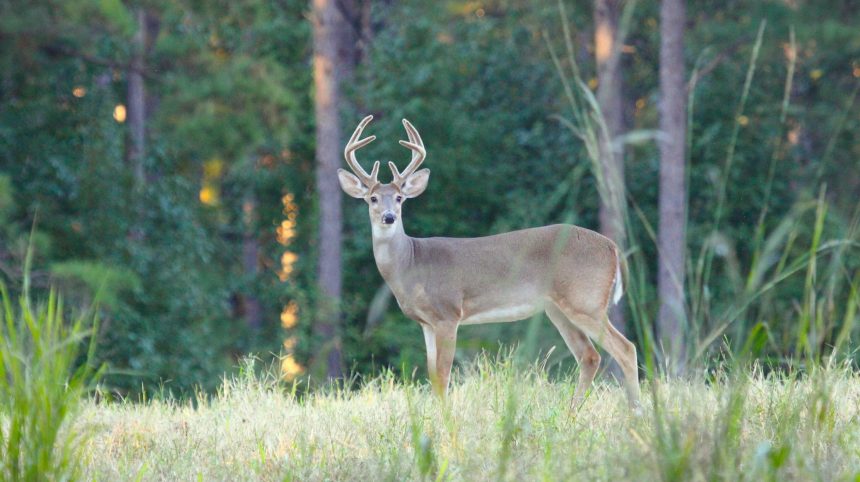 Deer