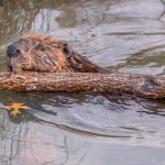 Beaver