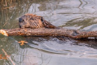 Beaver