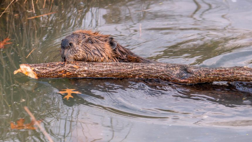 Beaver