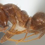 A brown ant specimen is shown with a marker for scale.