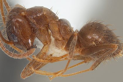 A brown ant specimen is shown with a marker for scale.