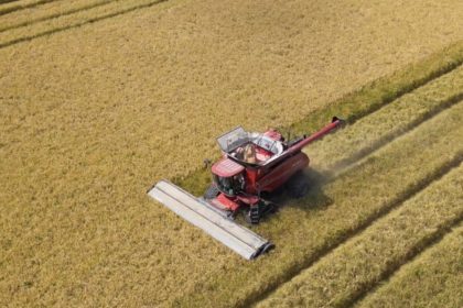 Two rice harvesting machines move through a rice field.